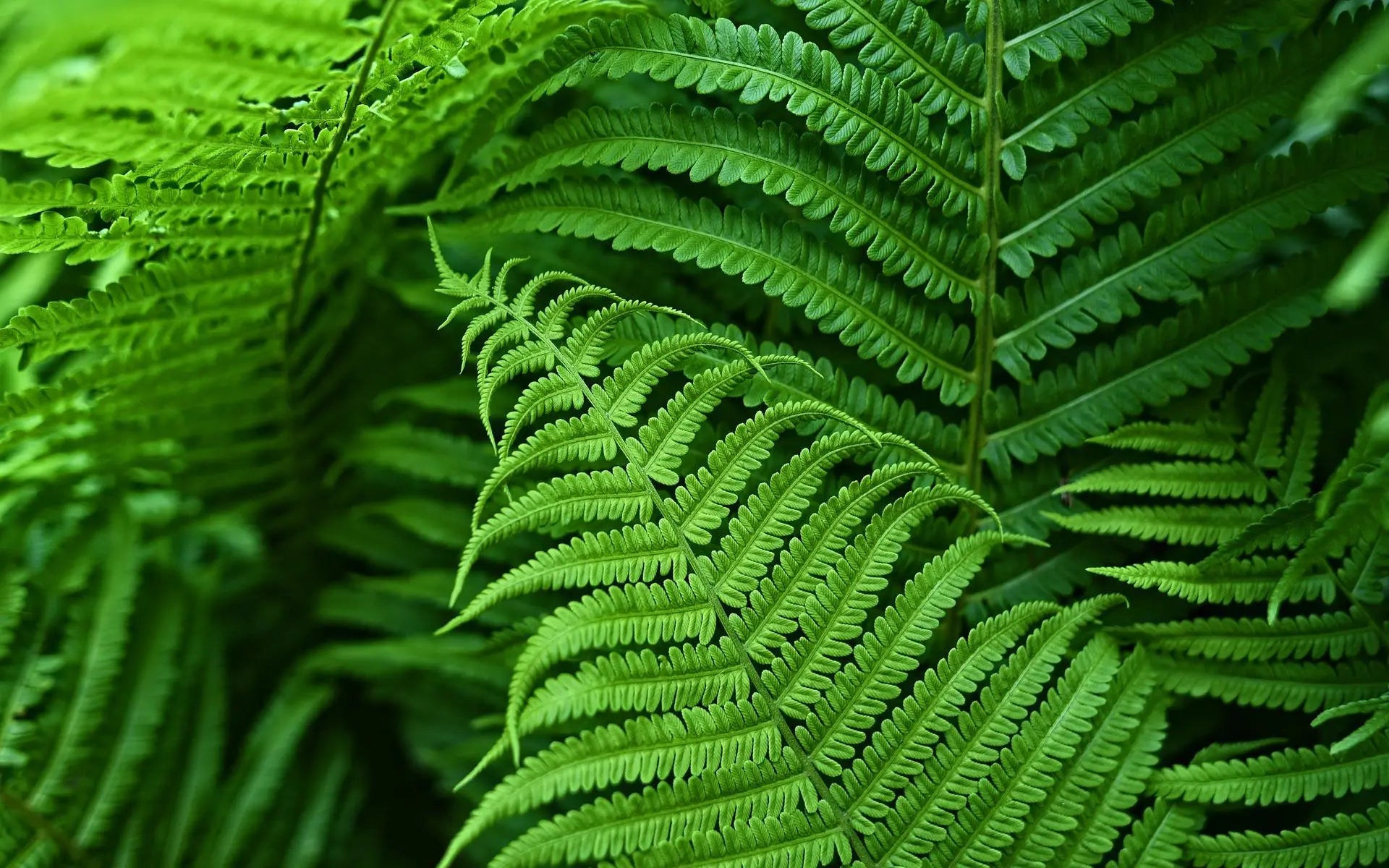 UV Resistant Faux Boston Fern | Realistic, Waterproof & No-Maintenance Outdoor Greenery