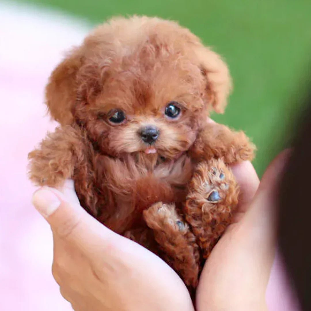 Smart CuddlePup Robot Dog Toy | Ideal for Kids & Seniors Gifts