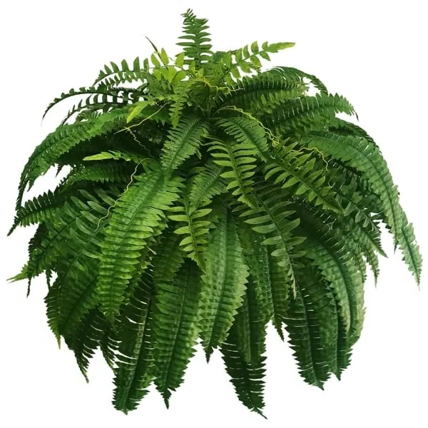 UV Resistant Faux Boston Fern | Realistic, Waterproof & No-Maintenance Outdoor Greenery