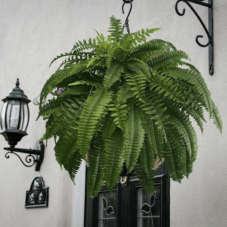 UV Resistant Faux Boston Fern | Realistic, Waterproof & No-Maintenance Outdoor Greenery