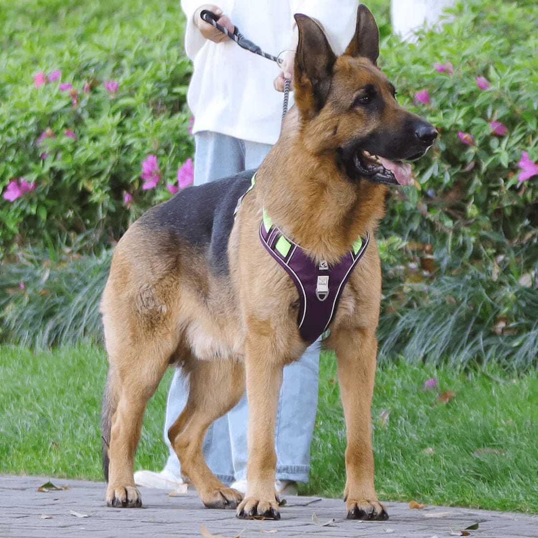 Ultimate No-Pull Dog Harness for Stress-Free Walks