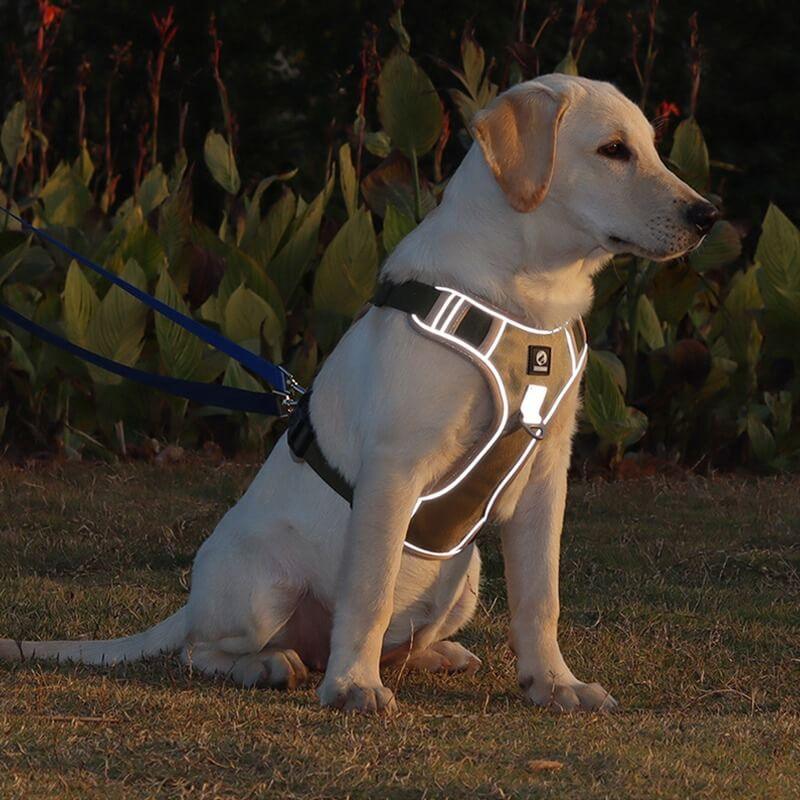 Ultimate No-Pull Dog Harness for Stress-Free Walks