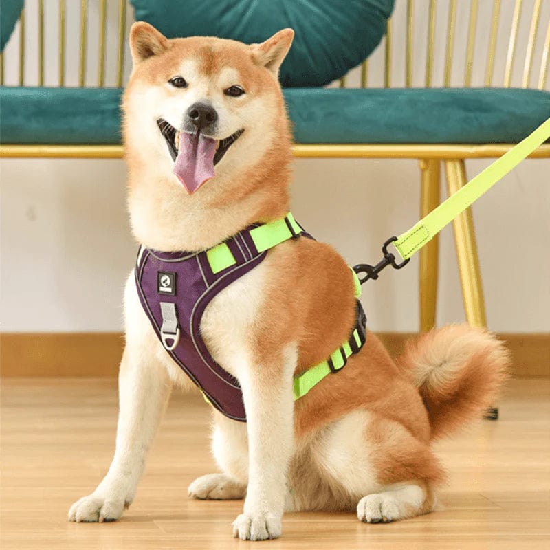 Ultimate No-Pull Dog Harness for Stress-Free Walks